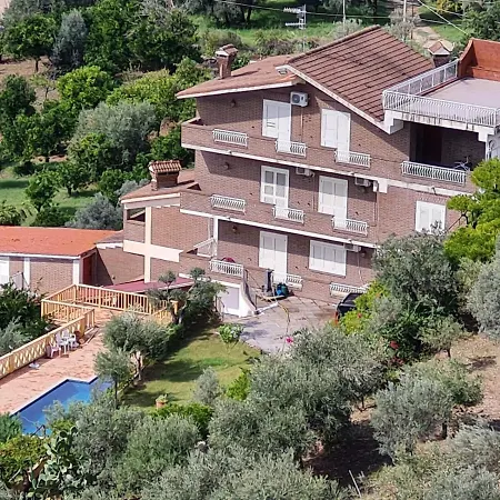 Olea * Gerace